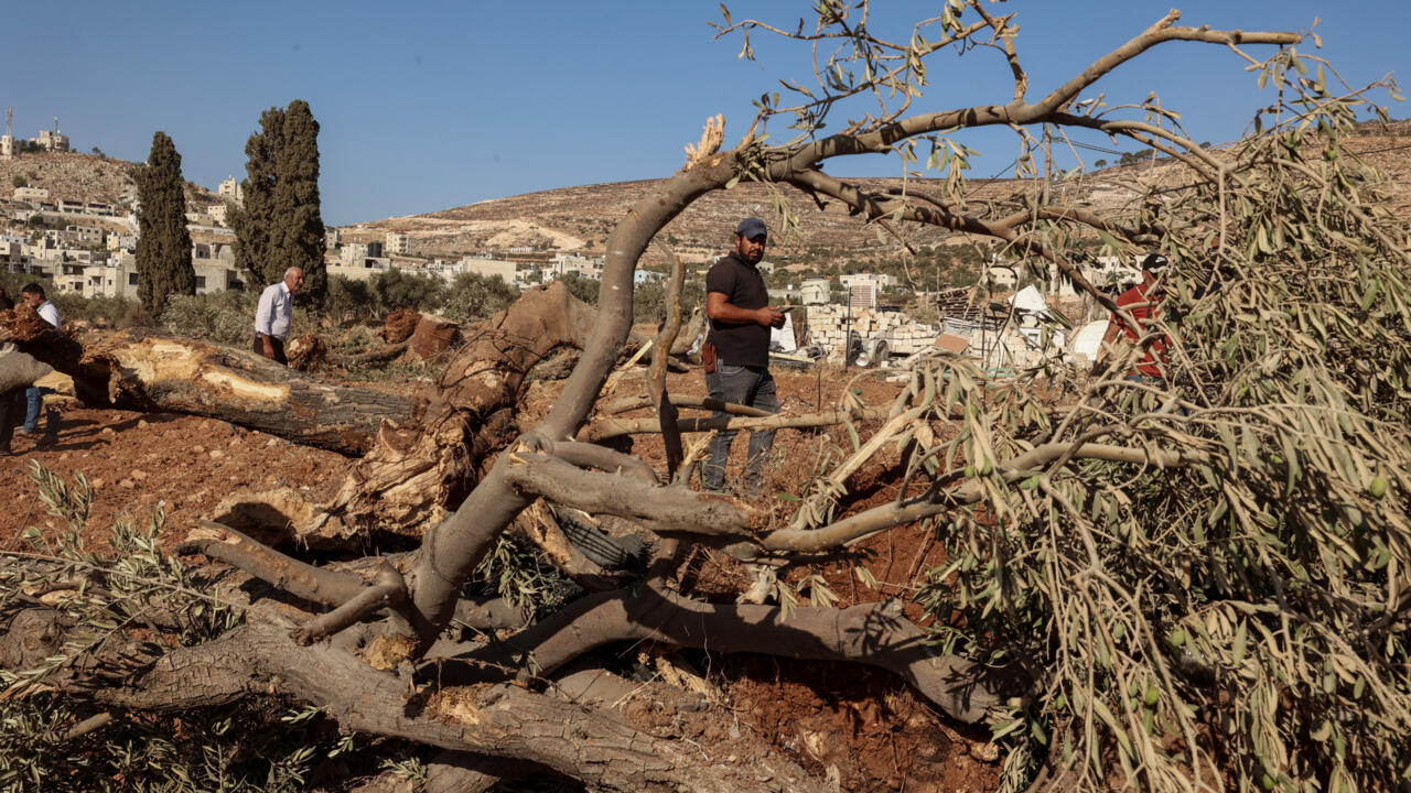 جرافات إسرائيلية تقتلع مئات الأشجار في قرية فلسطينية بالضفة الغربية