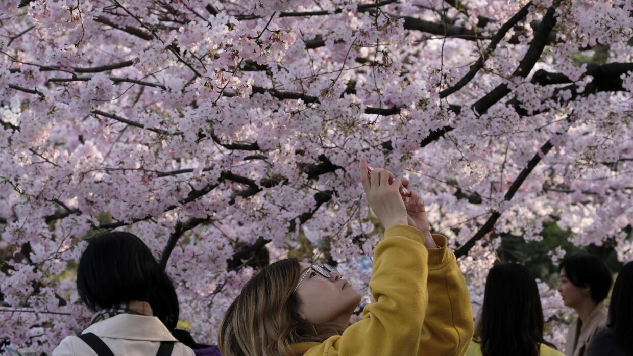 Αποτέλεσμα εικόνας για IMajor Cherry Blossom Festival in Japan cancelled due to coronavirus outbreak