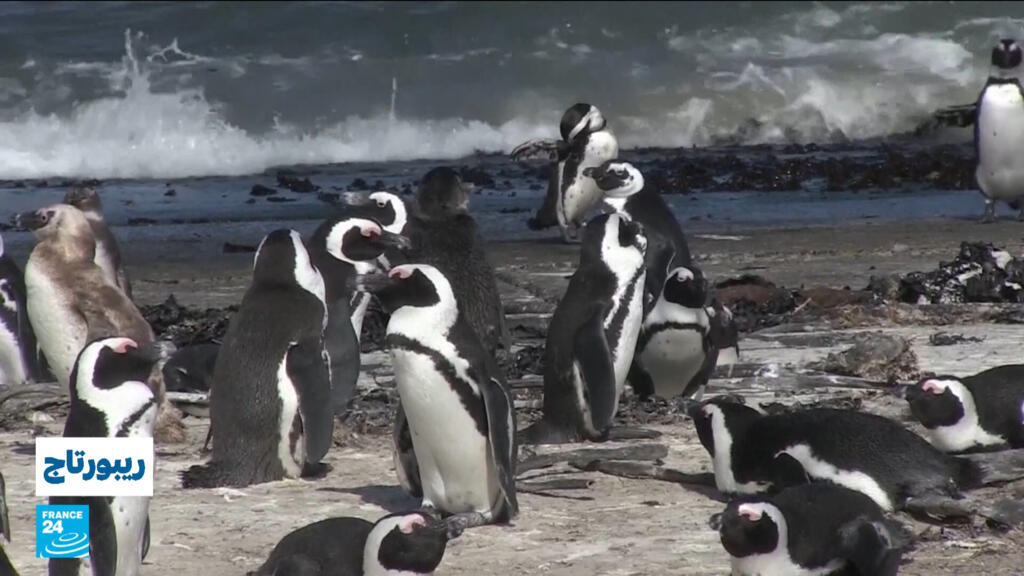 بطريق جنوب أفريقيا… رمز سياحي يقترب من حافة الانقراض