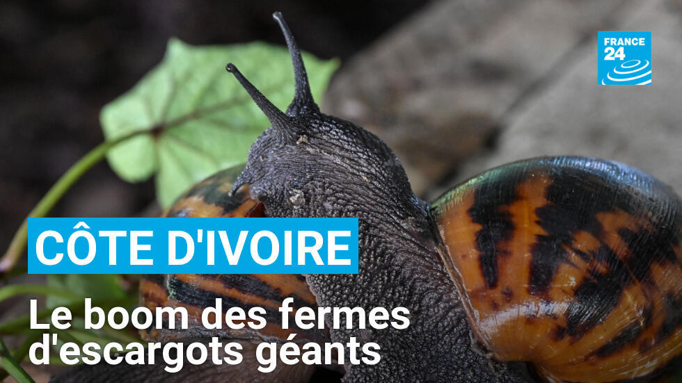 Ivory Coast: giant snail farms booming