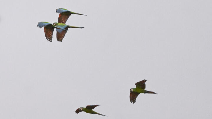 Chestnut-fronted macaw fly previous to the COP16 Summit in Cali, Valle del Cauca Department, Colombia, on October 17, 2024.
