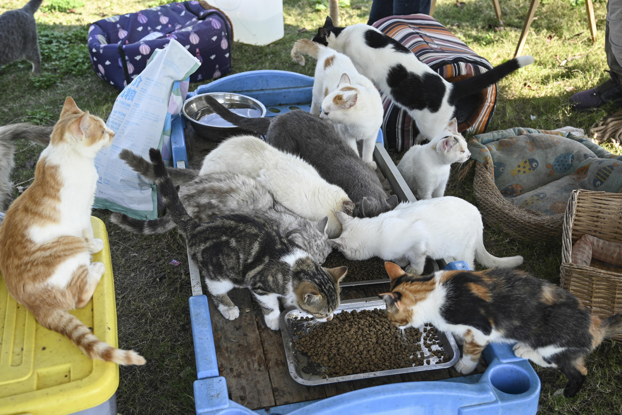 Rescued cats gather to eat at Mengtaiqi Cat and Dog Manor