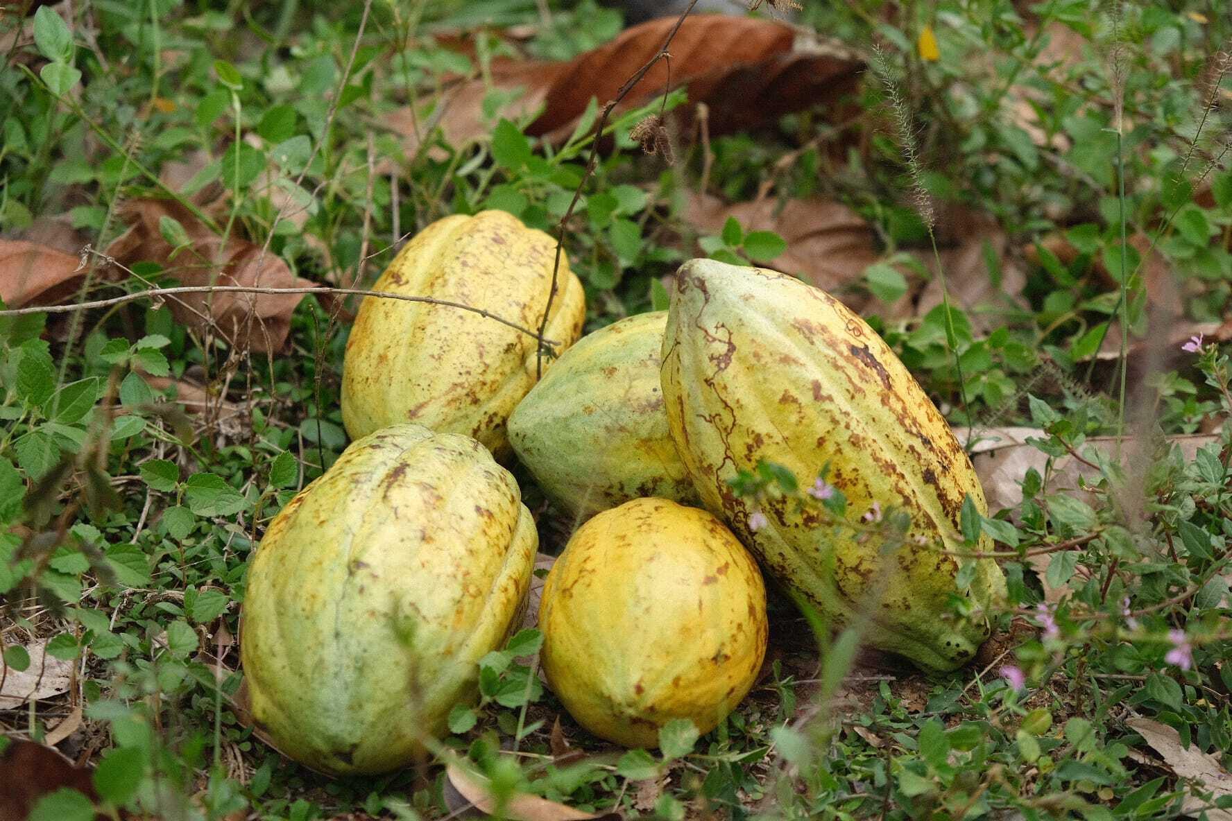Des cabosses de cacao.