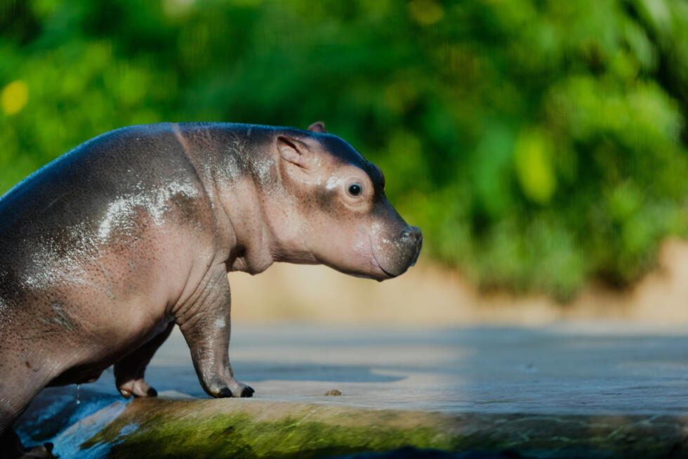 Un bébé hippopotame, né en septembre, découvre pour la première fois en public le grand bassin avec sa mère Nala, au zoo de Berlin, en Allemagne, le 6 novembre 2025.
