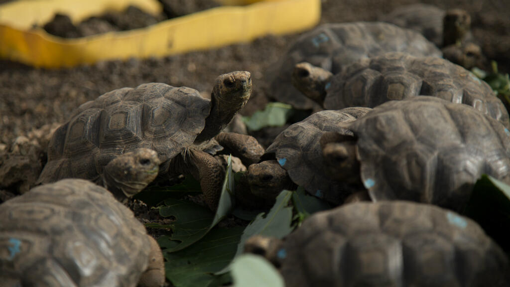 Polémica en Ecuador por autorización a militares estadounidenses a utilizar  el aeropuerto de las Islas Galápagos