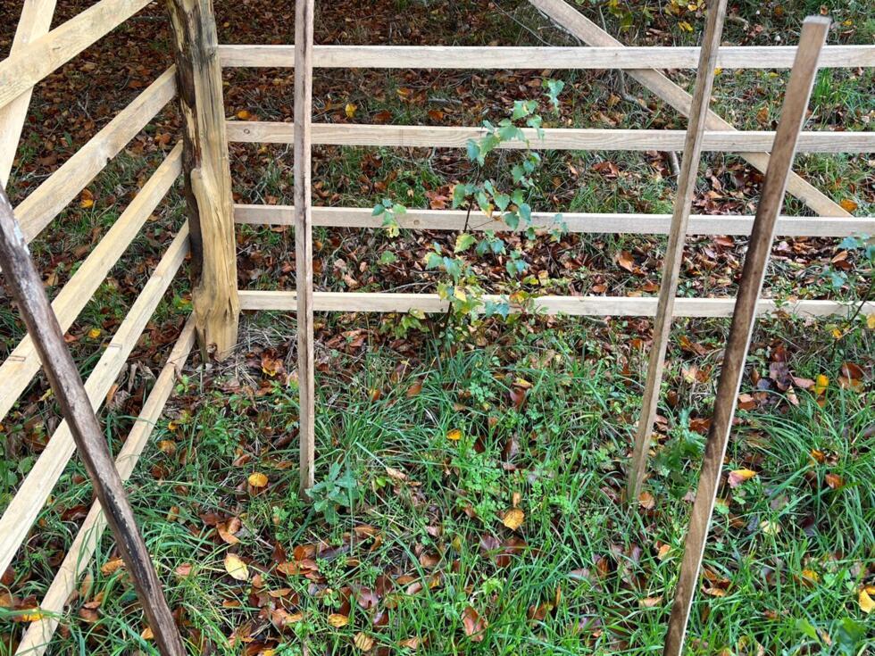 A wooden enclosure protects young beech and birch trees in Fontainebleau on November 5, 2025.