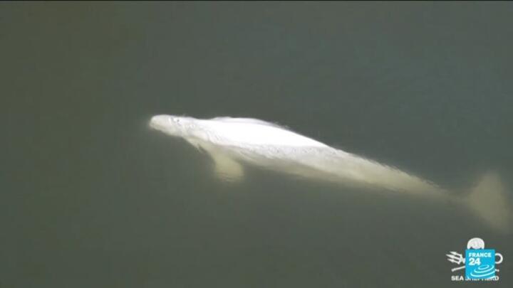 Beluga whale lost in French river euthanized during rescue