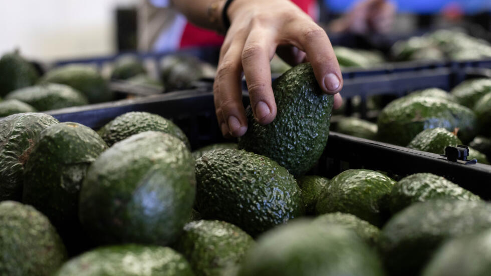 México reanuda la exportación de aguacate y mango a Estados Unidos - Economía