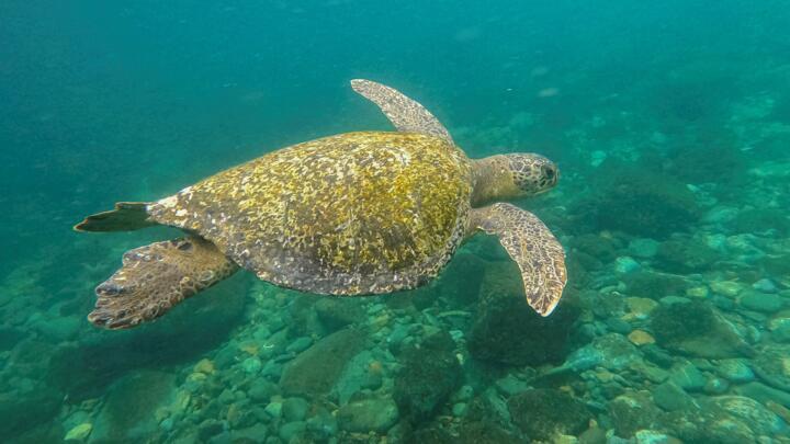 A green sea turtle swims near Gorgona Island in the Pacific Ocean off the southwestern Colombian coast, on December 2, 2021.