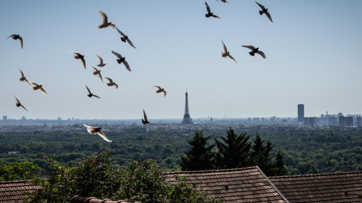 Around 200 pigeons live in Mont Valerien
