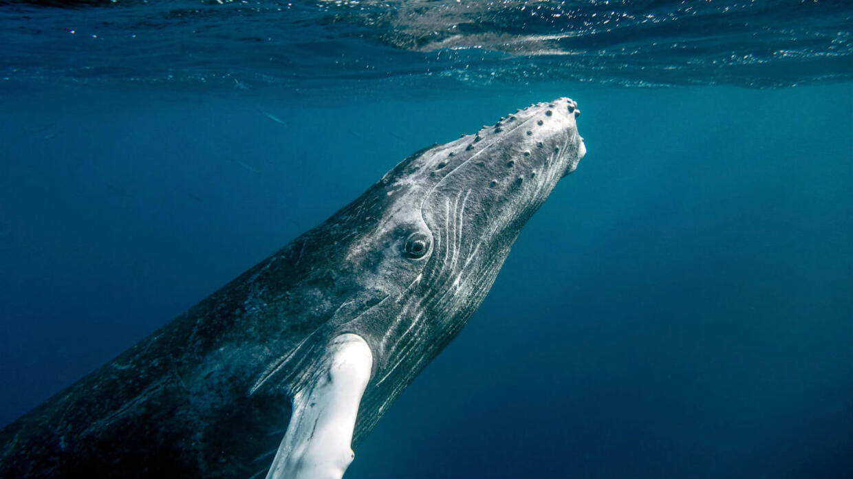 Les baleines ont énormément grossi en quelques millions d'années et on
