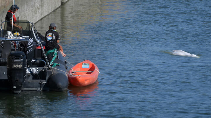 Beluga stuck in Seine river: Rescuers to move whale to saltwater basin