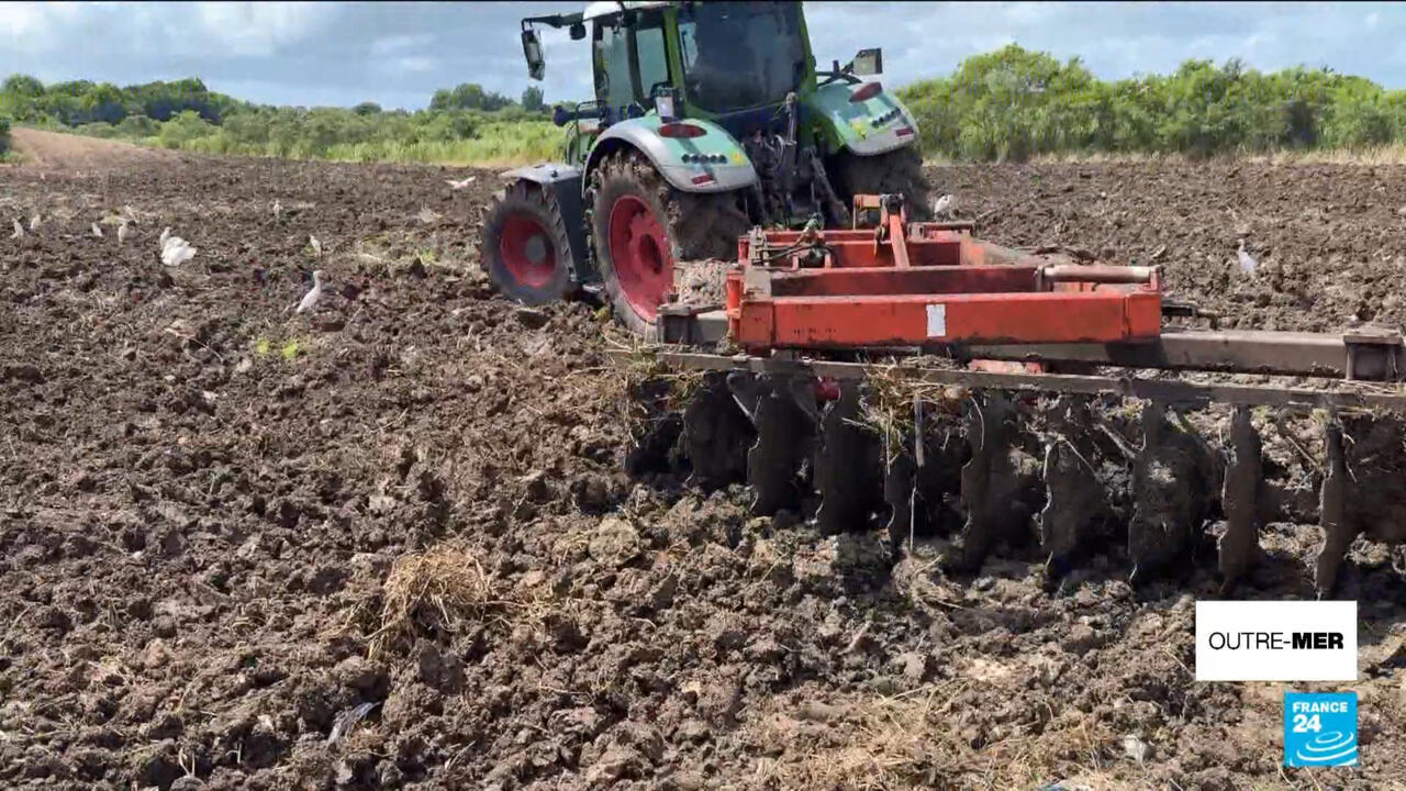 La détresse des agriculteurs aux Antilles