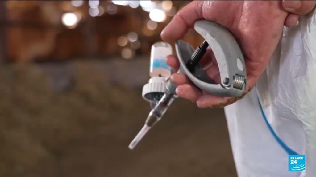 Dermatose nodulaire contagieuse : faut-il généraliser la vaccination ?