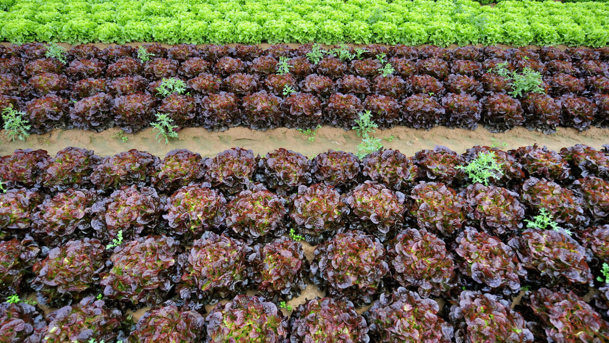 Fruit and vegetable prices rise farmers and distributors assume