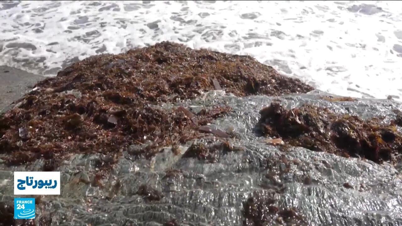 طحالب سامة تغزو شواطئ الجزائر.. ما هو مصدرها؟