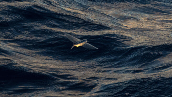 The United Nations is set to adopt the text of its high seas treaty on June 19, but it won't go into effect until 60 countries ratify it.