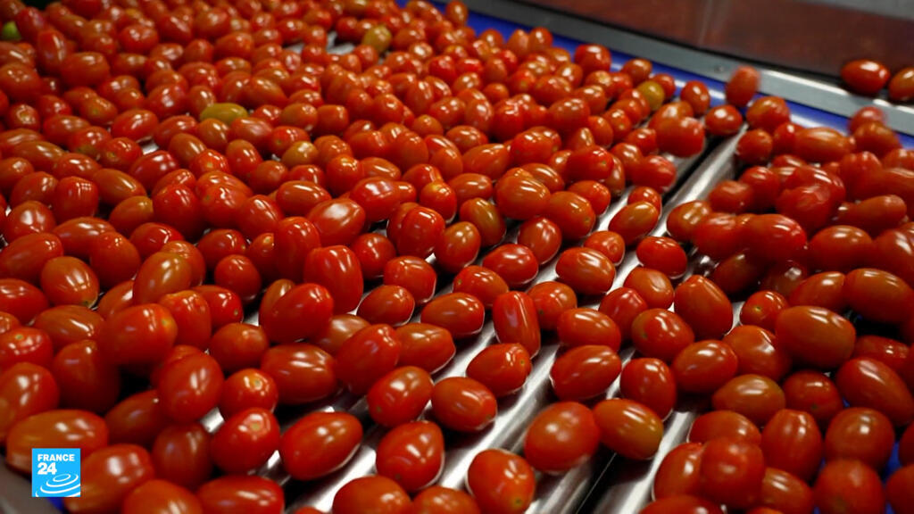 بين أزمة الماء وظروف العمل.. الوجه الخفي لزراعة الطماطم في المغرب