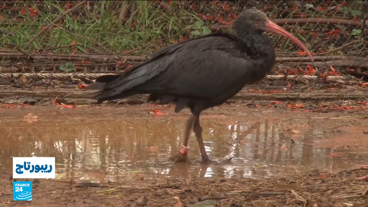 المغرب في سباق مع الزمن لحماية طائر أبو منجل الأصلع