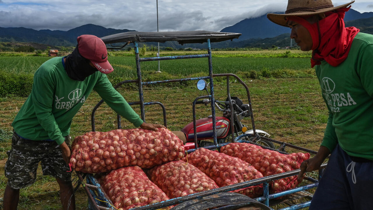 In the Philippines, the onion that has a luxury good reaches crying prices Teller Report