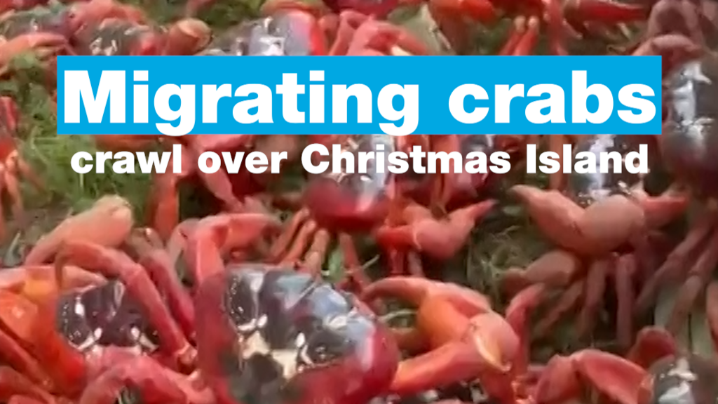 Migrating crabs crawl over Christmas Island