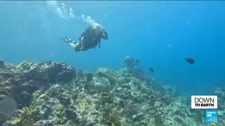 Diving: Can coral reefs survive mass tourism?