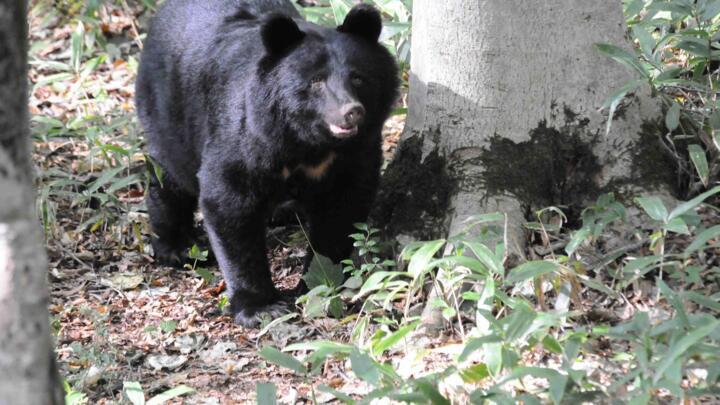 Japan recorded its highest number of bear attacks ever in 2020, with experts warning attacks could become more frequent still.
