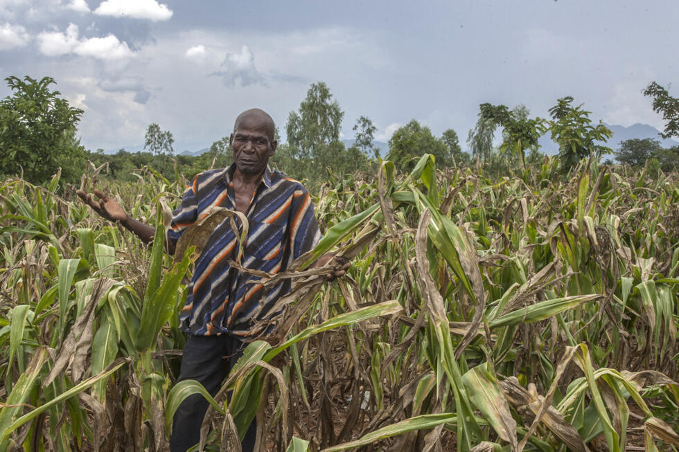 L'agriculteur malawien Joseph Kamanga marche dans son champ de maïs détruit par les périodes de sécheresse à Lunzu à Blantyre, dans le sud du Malawi, le 14 février 2018