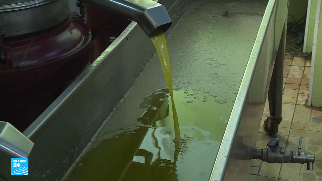 زيت الزيتون… الثروة الخضراء التي تقود الاقتصاد التونسي