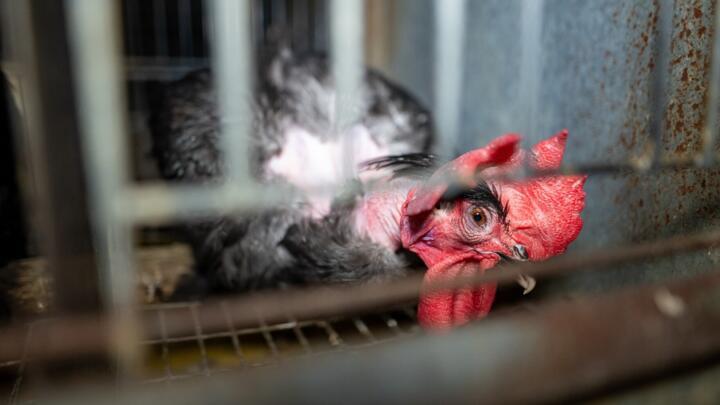 An egg-laying hen kept in a cage on a farm in France.