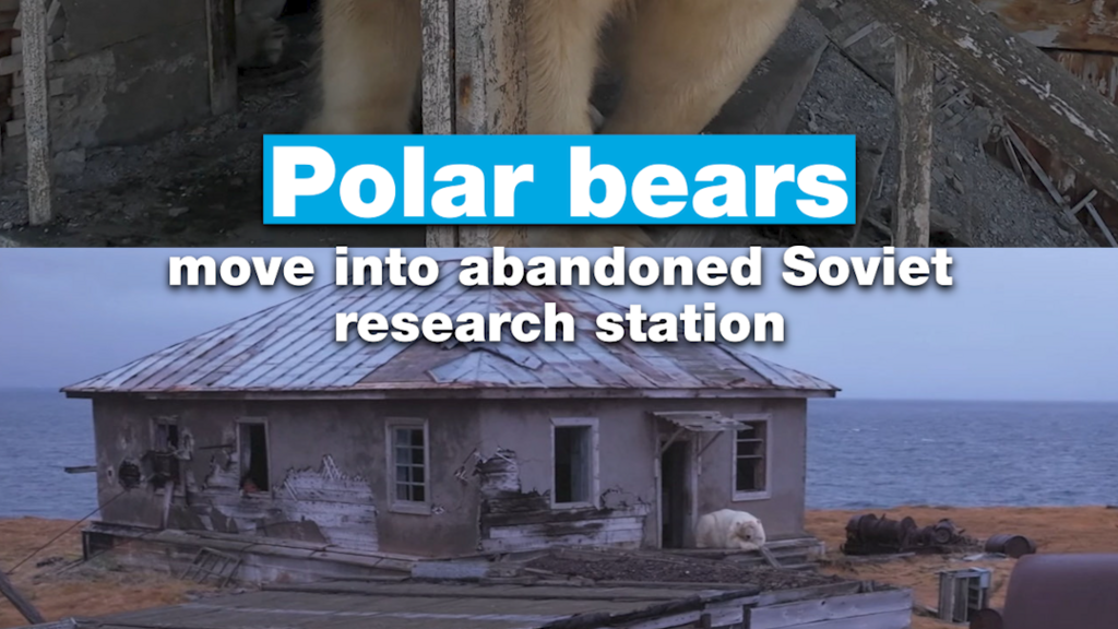 Polar bears move into abandoned Soviet research station
