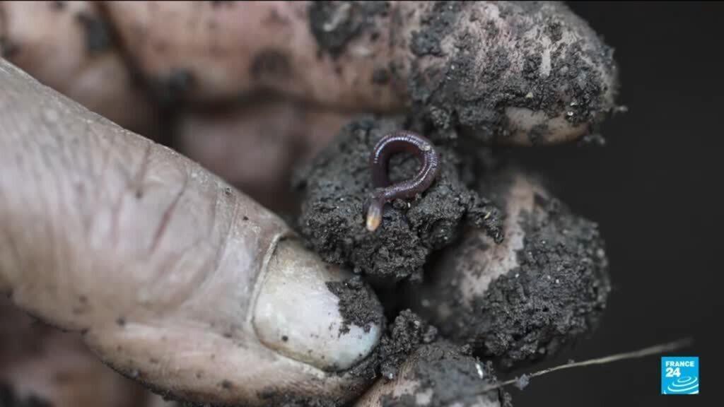 Pesticides : comment nourrir la population sans les utiliser ?