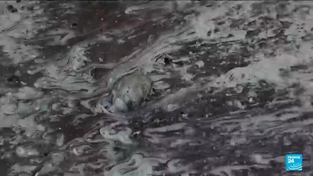 Guerre en Ukraine : les frappes russes continuent, la faune marine affectée