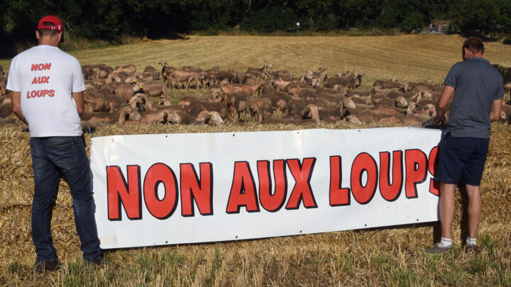 Sheep breeders display a banner reading "No to wolves" in the village of Sévérac d'Aveyron, southern France, on August 5, 2017.