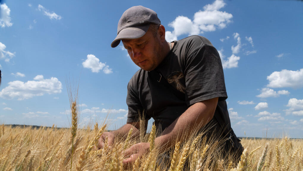 Archivo. El agricultor Andriy Zubko comprueba la madurez del trigo en un campo en la región de Donetsk, Ucrania, martes 21 de junio de 2022.