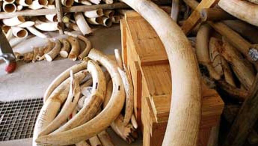 UN to supervise ivory auction