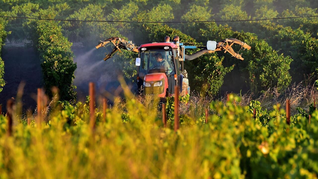 Pesticides : l’exposition des riverains des vignes passée au crible