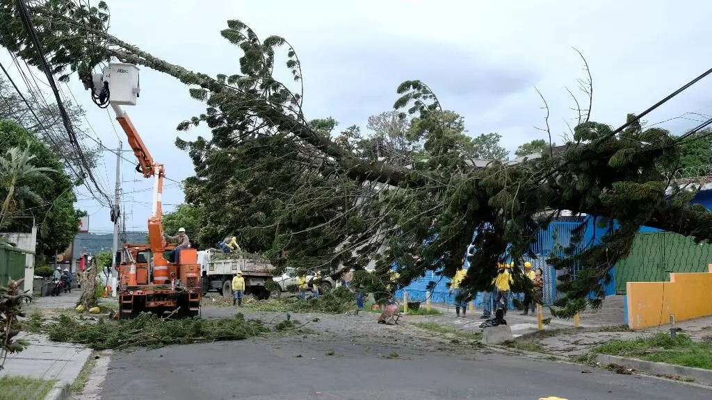 Decenas de árboles quedaron en el suelo por la influencia de Eta en El Salvador. 4 de noviembre de 2020.