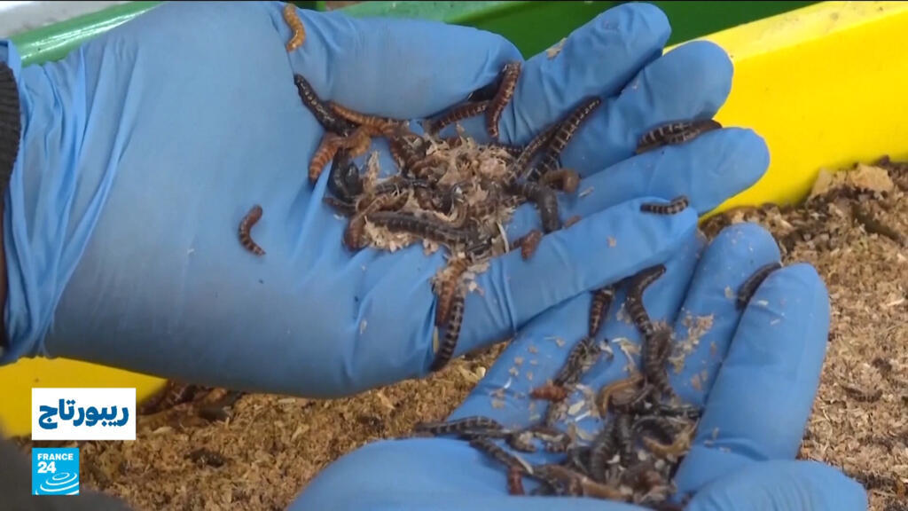 كينيا: "دودة الدقيق".. حشرة صغيرة قد تغيّر مستقبل معالجة النفايات البلاستيكية في العالم