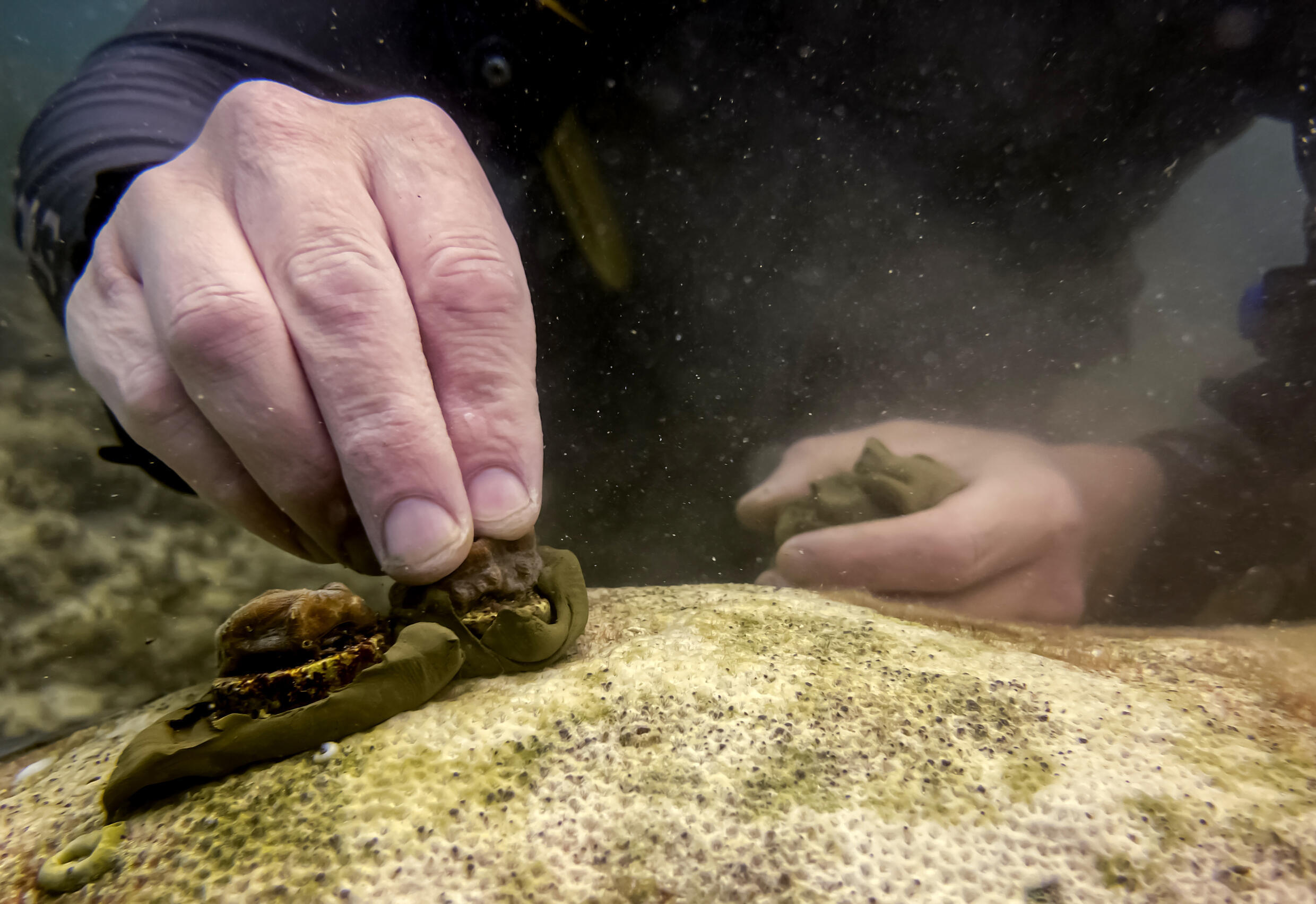 Wounded US veterans accept new mission healing coral reefs