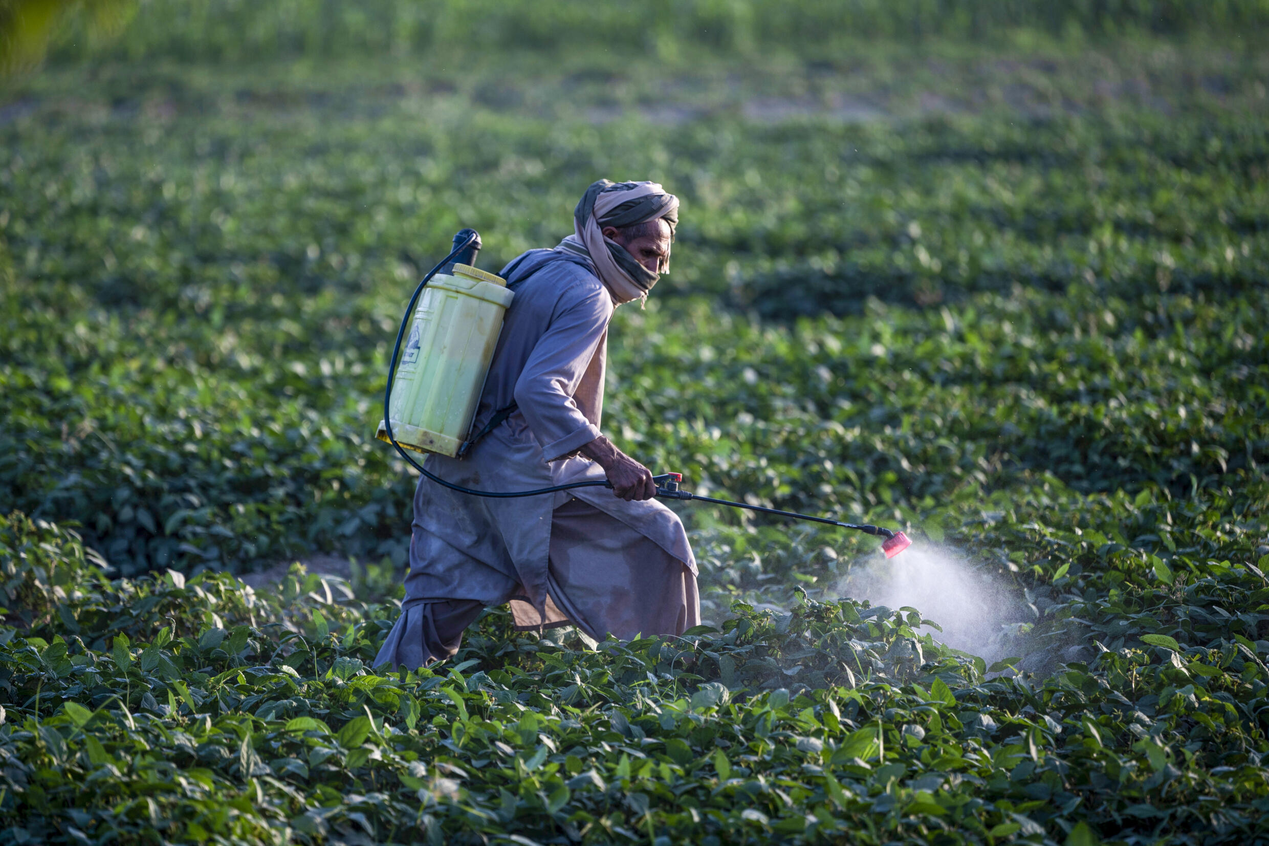 Withdrawal symptoms Afghan farmers struggle after poppy ban