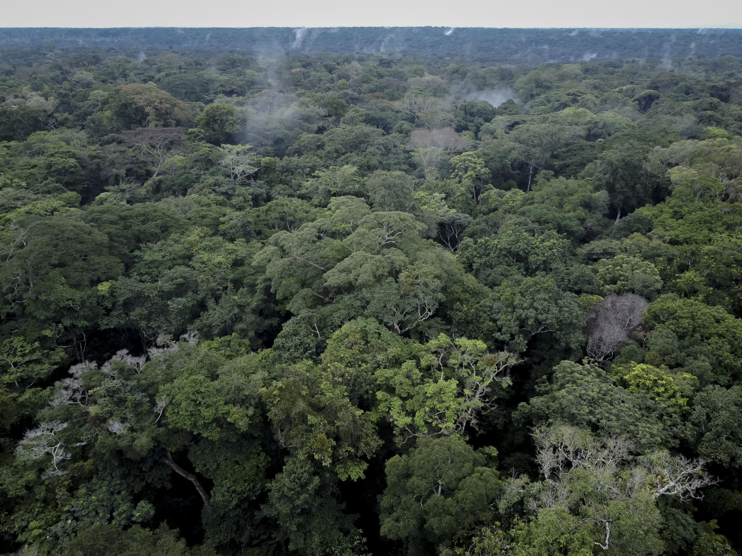 Tropical environments like the Congo Basin boast high carbon storage and low changes in albedo