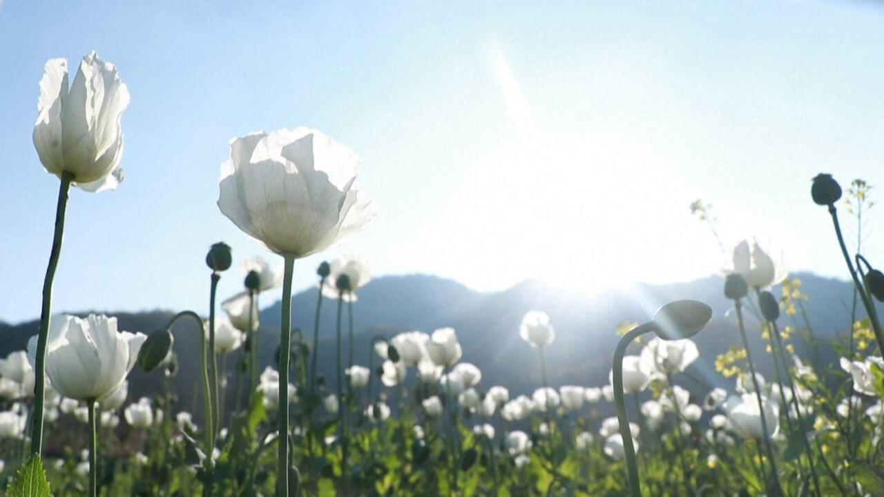 Poppies growing in a field in Pekon, Myanmar, on February 11, 2025.