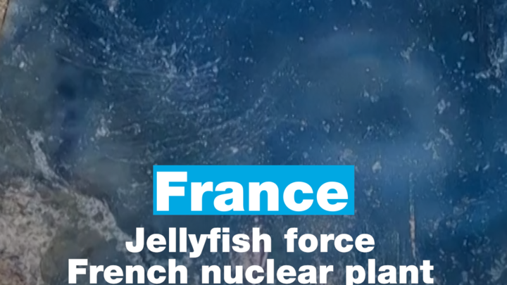 France: Jellyfish force French nuclear plant shutdown