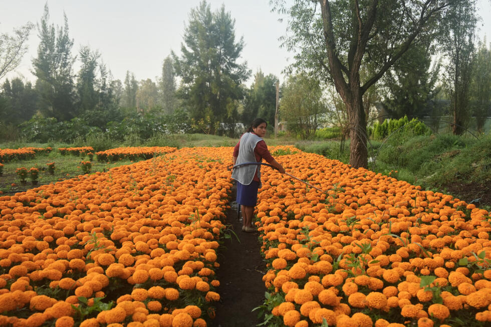 Flor Jimenez waters her crop of cempasuchil flowers in preparation for Day of the Dead celebrations on the outskirts of Mexico City, October 16, 2025.