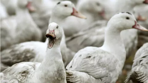 Bird Flu News Videos Reports And Analysis France 24