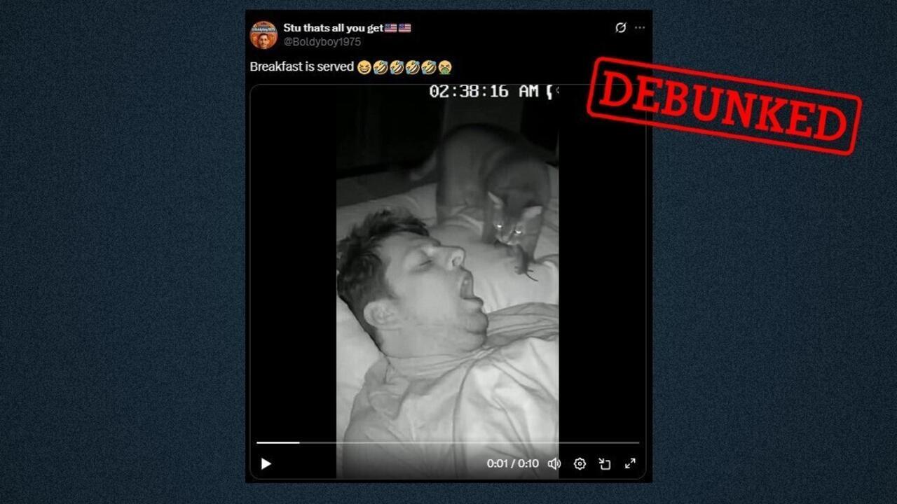 Did a cat really drop a mouse in its owner's mouth? How to spot new AI-generated videos