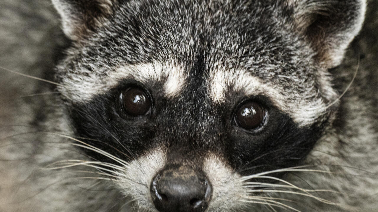 The Bright Side: Raccoon goes on booze binge, passes out in bathroom