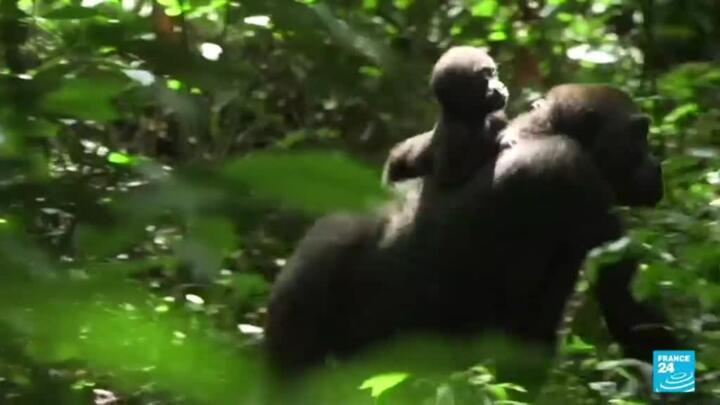 Gabon's Loango national park: Public observation of gorillas resumes after shutdown
