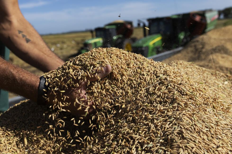 Un hombre trabaja en una plantación de arroz en Mostardas, en el estado de Rio Grande do Sul, en Brasil, el 11 de marzo de 2024